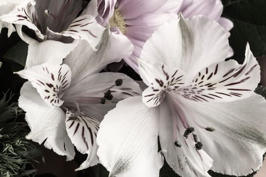 A bouquet of beautiful flowers of Amaryllis and chrysanthemums. Presented close-up.