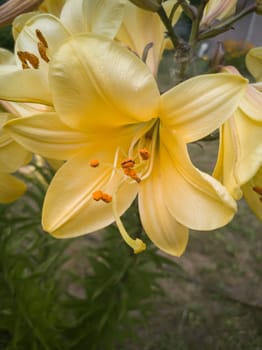 A close-up of a yellow lily flower with stamens and a pistil blooming in the garden is shown
