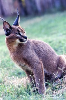 Caracal (Felix caracal), Maun, Ngamiland, Botswana, Africa