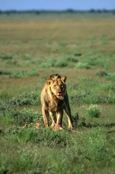 Lion (Panthera leo), Central Kalahari Game Reserve, Ghanzi, Botswana, Africa