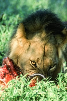 Lion (Panthera leo), Central Kalahari Game Reserve, Ghanzi, Botswana, Africa