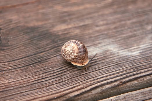 Snail on wooden board. out-of-focus background