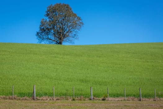 Pampa meadows and lonely deciduous tree in Southern Brazil, near Uruguay and Argentina border