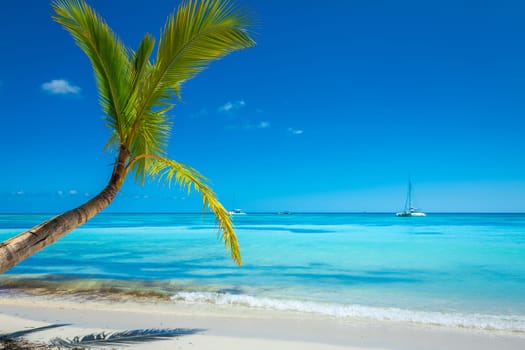 palm trees against blue sky and beautiful beach in Punta Cana at sunny day, Dominican Republic.