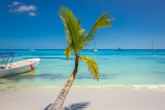 palm trees against blue sky and beautiful beach in Punta Cana at sunny day, Dominican Republic.