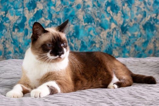 Gray cat with blue eyes lying on the bed close up