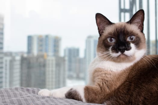 Siamese cat at the window against the background of the city