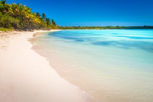 palm trees against blue sky and beautiful beach in Punta Cana at sunny day, Dominican Republic.