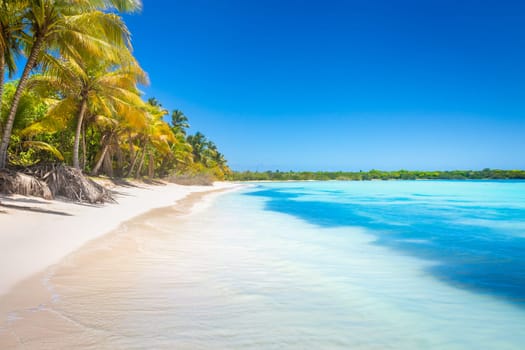 palm trees against blue sky and beautiful beach in Punta Cana at sunny day, Dominican Republic.