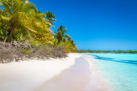 palm trees against blue sky and beautiful beach in Punta Cana at sunny day, Dominican Republic.