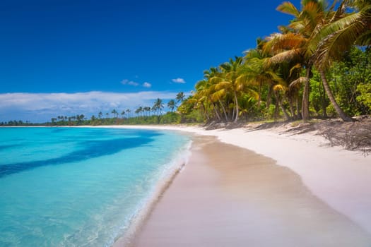 palm trees against blue sky and beautiful beach in Punta Cana at sunny day, Dominican Republic.