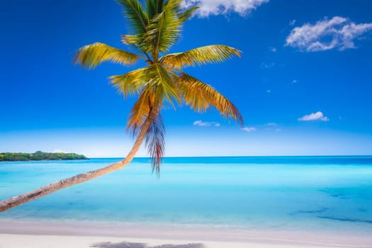 palm trees against blue sky and beautiful beach in Punta Cana at sunny day, Dominican Republic.