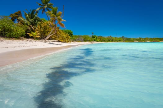palm trees against blue sky and beautiful beach in Punta Cana at sunny day, Dominican Republic.