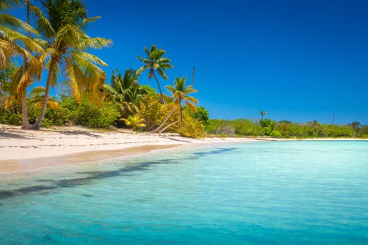 palm trees against blue sky and beautiful beach in Punta Cana at sunny day, Dominican Republic.