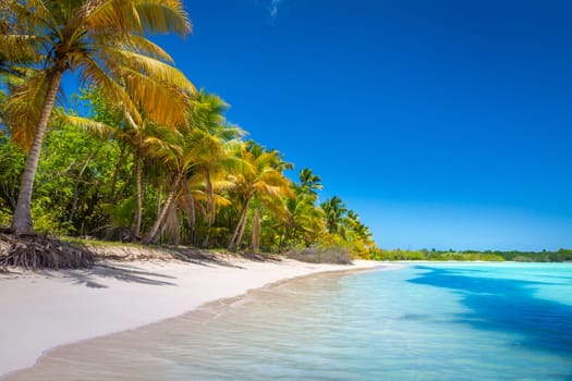 palm trees against blue sky and beautiful beach in Punta Cana at sunny day, Dominican Republic.