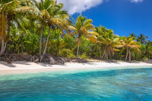 palm trees against blue sky and beautiful beach in Punta Cana at sunny day, Dominican Republic.