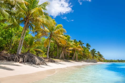 palm trees against blue sky and beautiful beach in Punta Cana at sunny day, Dominican Republic.