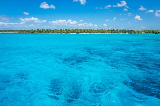 palm trees against blue sky and beautiful beach in Punta Cana at sunny day, Dominican Republic.