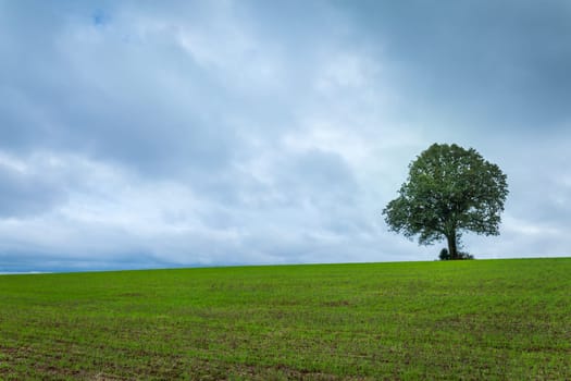 Pampa meadows and lonely deciduous tree in Southern Brazil, near Uruguay and Argentina border