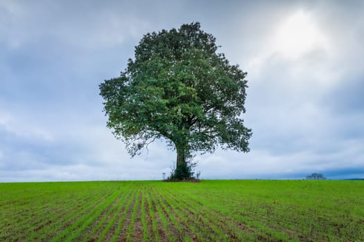 Pampa meadows and lonely deciduous tree in Southern Brazil, near Uruguay and Argentina border