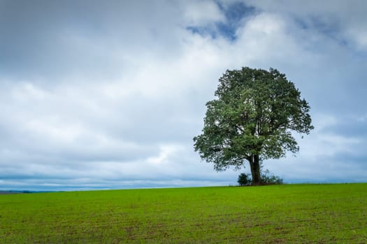 Pampa meadows and lonely deciduous tree in Southern Brazil, near Uruguay and Argentina border