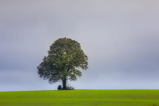 Pampa meadows and lonely deciduous tree in Southern Brazil, near Uruguay and Argentina border