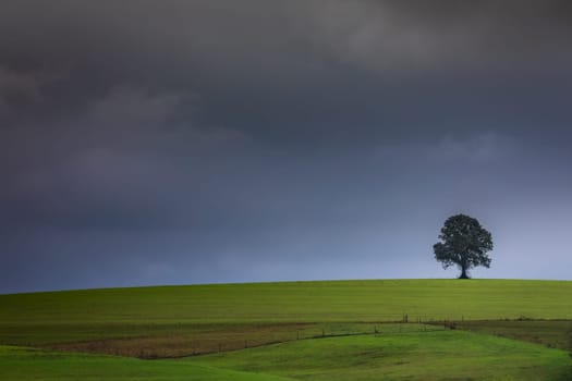 Pampa meadows and lonely deciduous tree in Southern Brazil, near Uruguay and Argentina border