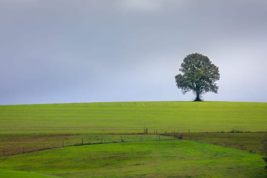 Pampa meadows and lonely deciduous tree in Southern Brazil, near Uruguay and Argentina border