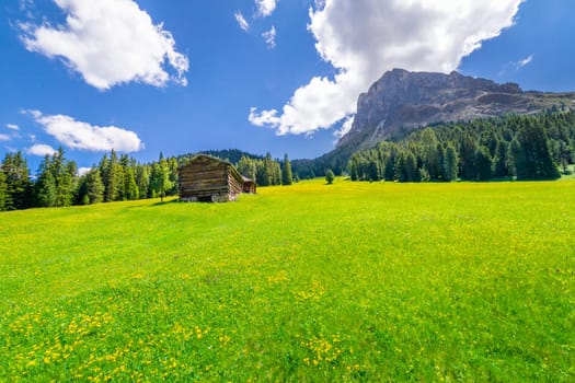 Idyllic landscape with wildflowers in italian Dolomites alps at sunny springtime, Northern Italy
