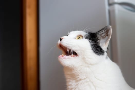 White cat with black ear meows close up