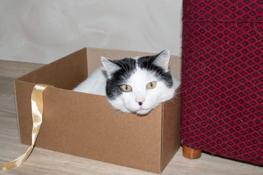 White fat cat sitting in a box close up