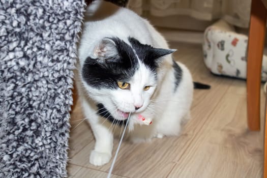 White cat playing with a toy close up