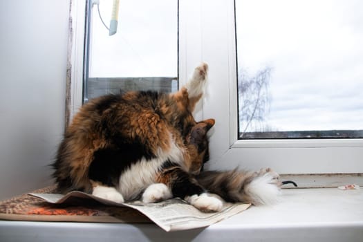 Fluffy cat licks its tail on the windowsill close up