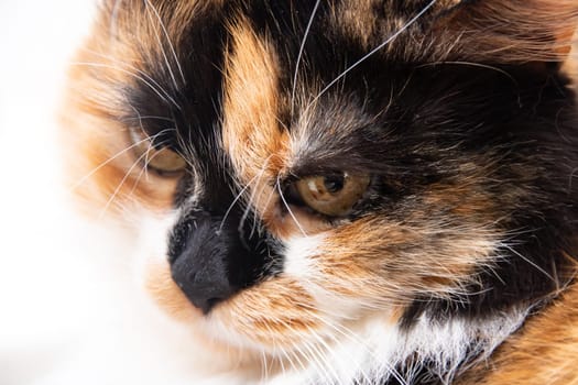 Three-color cat with yellow eyes close up portrait