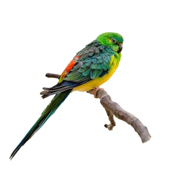 Multicolored parrot sitting on twig isolated o white background