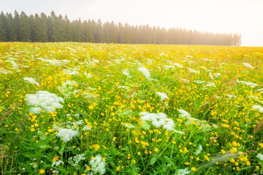 Landscape of Black Forest with wildflowers at springtime, Baden Wuerttemberg, Germany