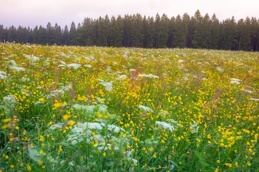 Landscape of Black Forest with wildflowers at springtime, Baden Wuerttemberg, Germany