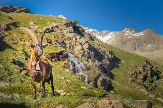 Waterfall and Alpine goats in italian alps landscape at sunny day, Gran Paradiso, Italy