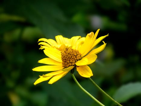 Bright yellow rudbeckia or Black Eyed Susan flowers in the garden. A bee pollinating a yellow flowers at summer on a field. Species Apis mellifera. Nature. Biology. Botanic. High quality photo