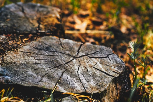 the bottom part of a tree left projecting from the ground after most of the trunk has fallen or been cut down.