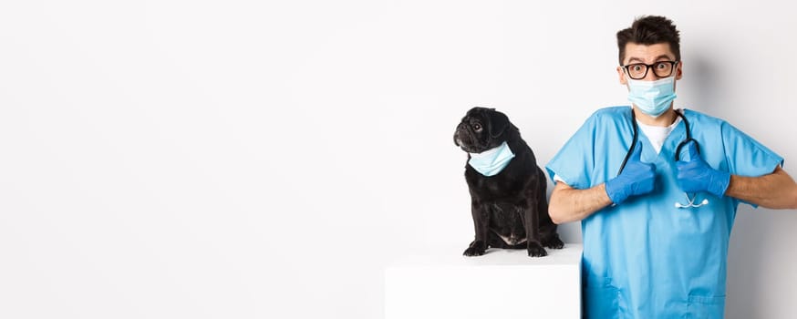 Small black pug dog in medical mask looking left at copy space while doctor veterinarian showing thumbs up in praise and approval, white background.