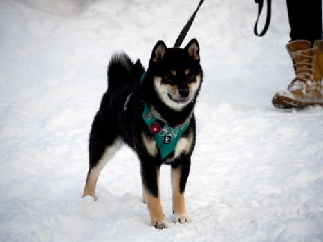 Japanese black coat dog is in winter forest. Portrait of beautiful Shiba inu male standing in the forest on the snow and trees background. High quality photo. Walk in winter