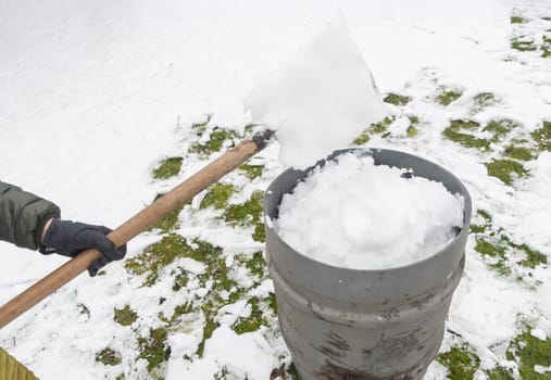 a middle-aged woman is collecting snow in a barrel with a shovel. For further watering plants in a greenhouse, the concept of protecting the environment and conserving natural resources