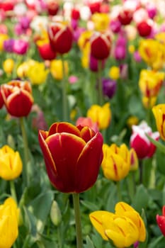 spring flower beds of blooming colorful pink purple tulips in a large park, High quality photo