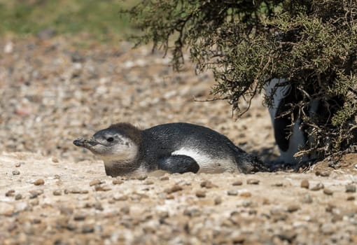 Single magellanic penguin chick in Punta Tombo penguin sanctuary in Chubut province