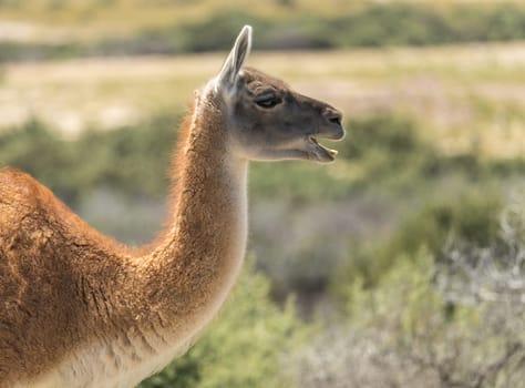 Profile portrait of Guanacos in the magellanic penguin sanctuary in Punta Tombo