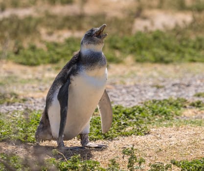 Magellanic penguin standing and making calling sound in Punta Tombo penguin sanctuary in Chubut province