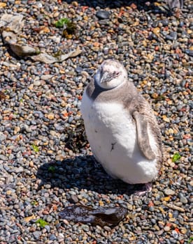 Single magellanic penguin chick in Punta Tombo penguin sanctuary in Chubut province