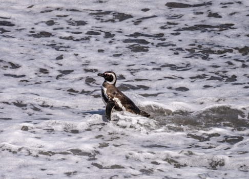 Magellanic penguin standing and leaving the sea in Punta Tombo penguin sanctuary in Chubut province