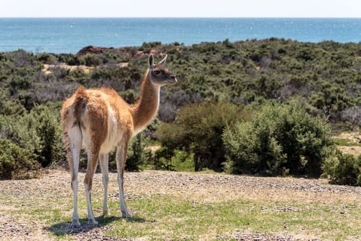 Profile portrait of Guanacos in the magellanic penguin sanctuary in Punta Tombo